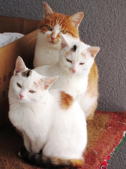Katzenfamilie | Foto: Unterberger Maria