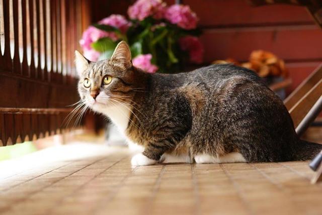 Kater Rudi am Balkon | Foto: Unger Bernhard