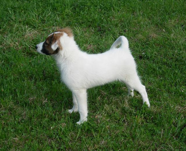 Lucky unser treuer Freund | Foto: Kager