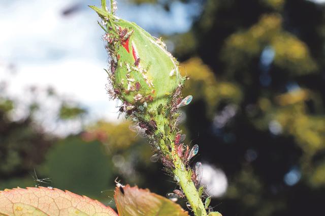 Blattläuse auf einer Rose. | Foto: Thinkstock