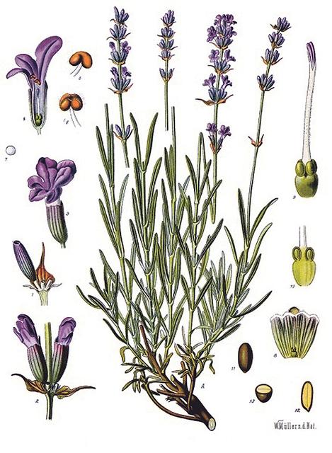 Der Lavendel Lavandula_angustifolia | Foto: Köhler‘‚s_Medizinal-Pflanzen/CC