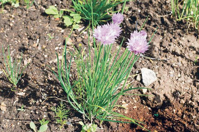 Der Schnittlauch – ein Küchen- und Heilkraut für das ganze Jahr | Foto: Markus Andorf