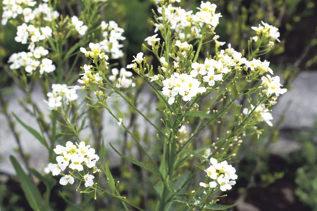 Zarte Blüten, scharfe Knolle: Das ätherische Öl der Krenwurzel ist ein natürliches Antibiotikum. | Foto: Markus Andorf