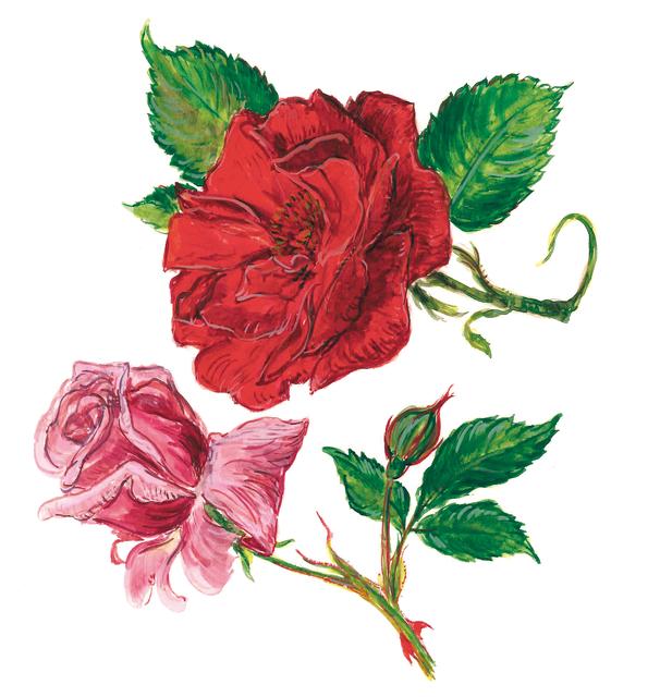 Beliebt ist sie auch als Haushaltsdroge“, beschreibt Kräuterpfarrer Benedikt die rote Rose. Entspannend wirken sich die Blüten der Rose auf die Nerven aus, verbessern die Verdauung und regen den Stuhlgang leicht an. „Auch bei Schwindel oder Kopfschmerzen versprechen die Inhaltsstoffe der roten Rose Besserung“, sagt Felsinger.
 | Foto: CC