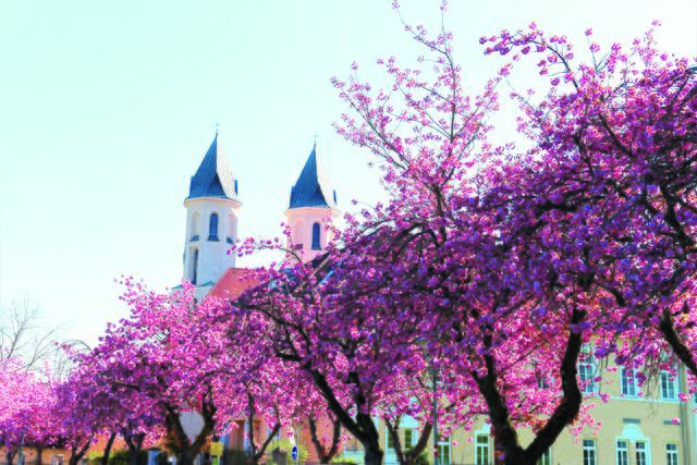 Blühende Herz Jesu-Kirche in Amstetten. | Foto: Wolfgang Zarl