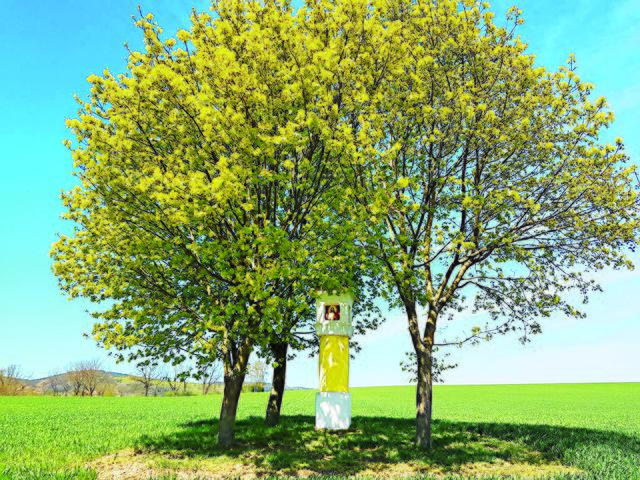 Hafnerbach. | Foto: Christine Butzenlechner