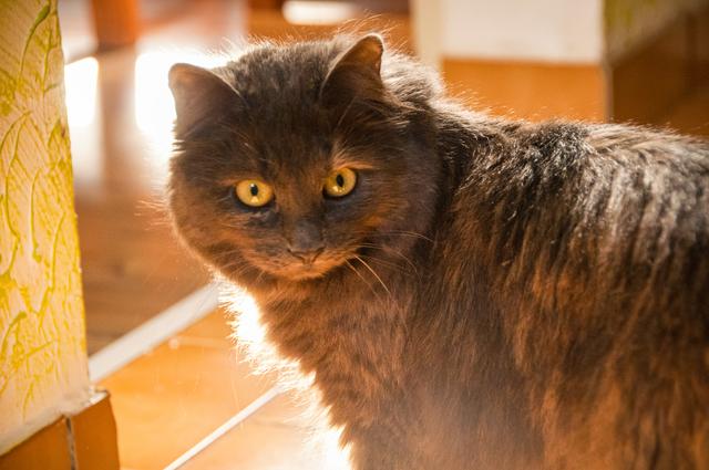 … mein Licht. Katze Woozle von Katharina Grager. In einsamen Stunden sind Haustiere unsere treuen Begleiter.