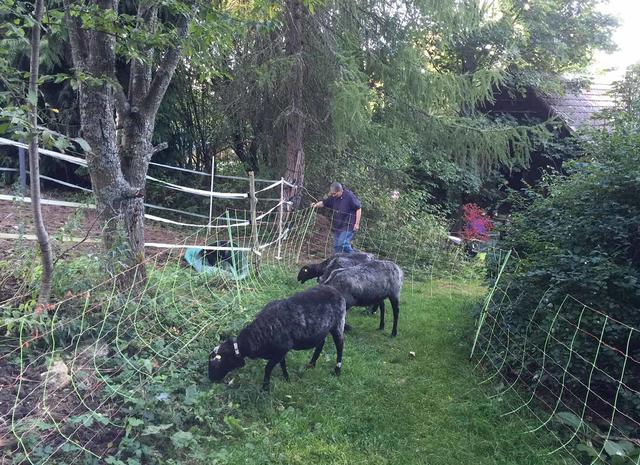 Die Einsiedlerin, Sr. Damienne, lebt mit einer Mitschwester, mit drei Eseln und drei Schafen.  | Foto: privat