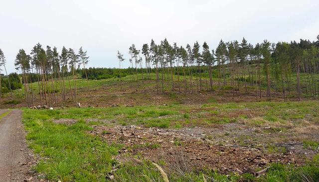 Klimawandel in Österreich: Große Teile des Waldes im Waldviertel sehen heute (Ende Mai 2020) bereits so aus. | Foto: Rosemarie Guttmann