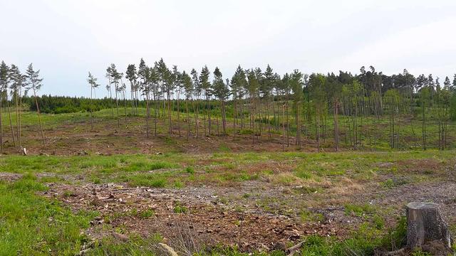 Wald 2020 | Foto: Rosemarie Guttmann