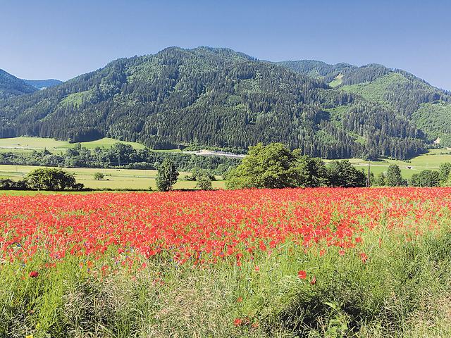 Mohnblumenfeld. Die steirische Landschaft bietet ein wunderbares Farbenspiel. Bewundert in Scheiben in der Nähe von St. Georgen ob Judenburg.