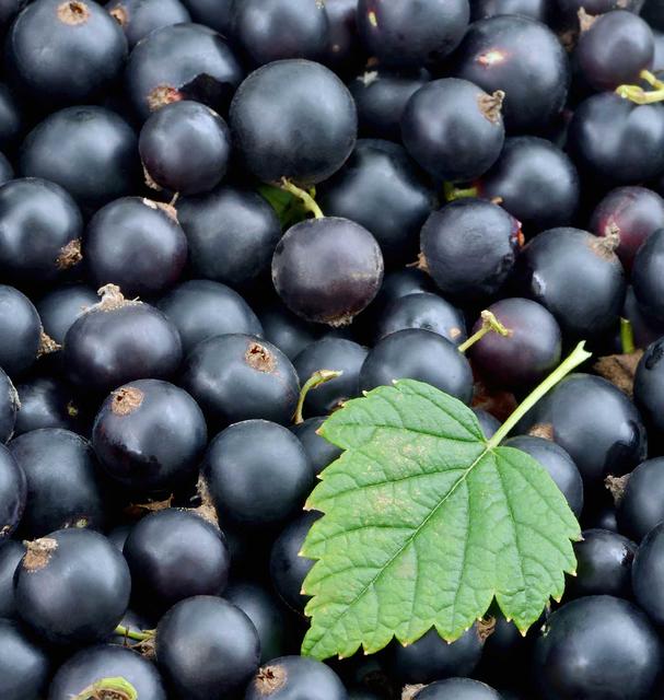 Johannisbeeren sind besonders vitaminreich | Foto: i-stock