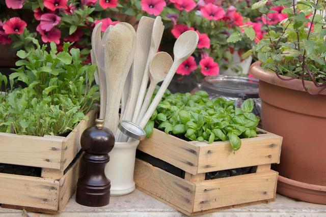 Kräuter selbst gezogen | Foto: istock