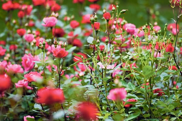 Auch ein Rezept für Rosenbalsam kann Sr. Anna Pointinger nur empfehlen. | Foto: iStock