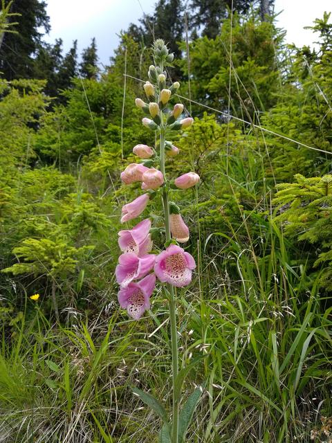 Sogar seltene Blumen sind am Wegrand zu entdecken! (Bitte nicht pflücken, sie sollen auch andere Wanderer erfreuen). | Foto: Andrea Harringer