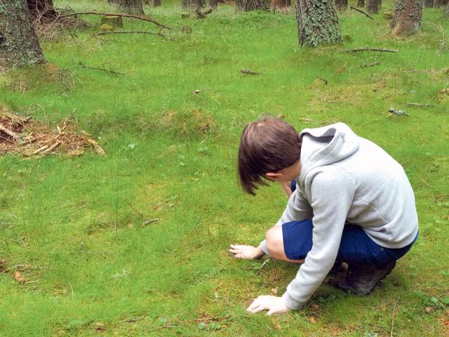 "Das Gras ist fast unwirklich grün, die Bäume stehen dicht an dicht." | Foto: Harringer