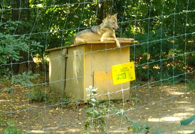 Wer hier einen Wolf entdecken möchte, muss zwar unter Umständen Geduld haben und ganz genau schauen – aber es lohnt sich. Tobias und ich entdecken zwei Wölfe unter einem Baum, die die Sonnenstrahlen dieses Tages genießen. 
 | Foto: Andrea Harringer