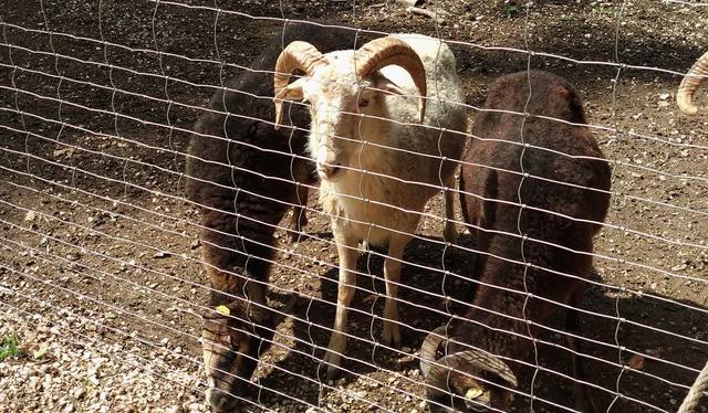 Die Gehege sind großzügig angelegt und so gestaltet, dass sich die Tiere hier richtig wohlfühlen können. Sie haben viele Möglichkeiten sich zurück zu ziehen und sich innerhalb des Geheges zu bewegen. Raum sie dabei zu beobachten, gibt es trotzdem genug.    | Foto: Andrea Harringer