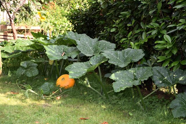 Im Bauerngartl von Familie Loder-Taucher findet man neben Entspannung und Erholung auch viele Köstlichkeiten wie Kürbisse, Paradeiser, Feigen und auch viele Blumen, die den ganzen Sommer und bis in den Herbst hinein Freude bereiten. | Foto: Peter Loder-Taucher