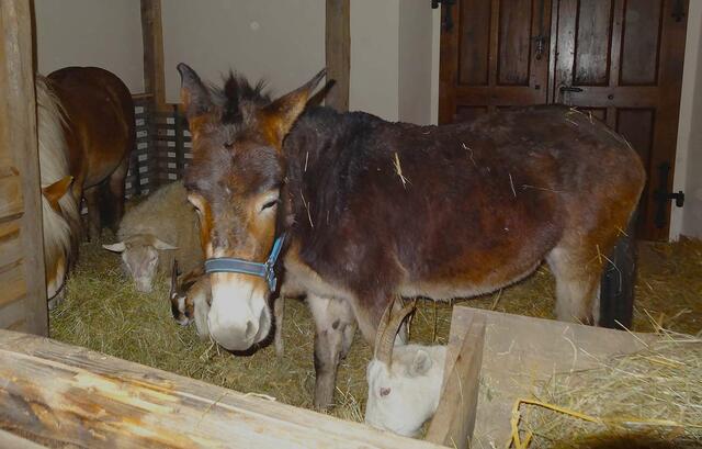 Pferde, Esel und Ziegen bilden an den Weihnachtsfeiertagen eine lebendige Krippe. | Foto: Kloster Pupping