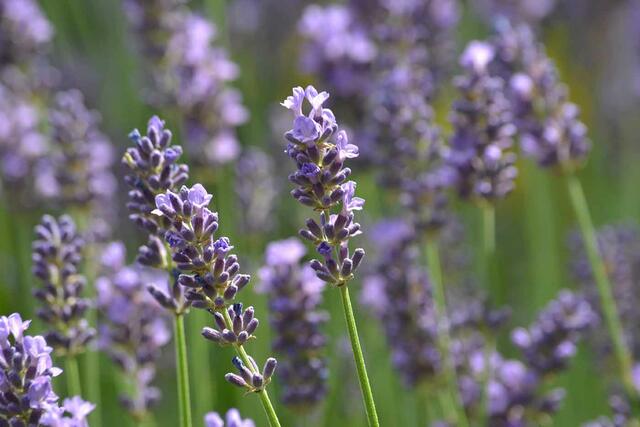 Lavendel | Foto: wikipedia_Joanna Boisse