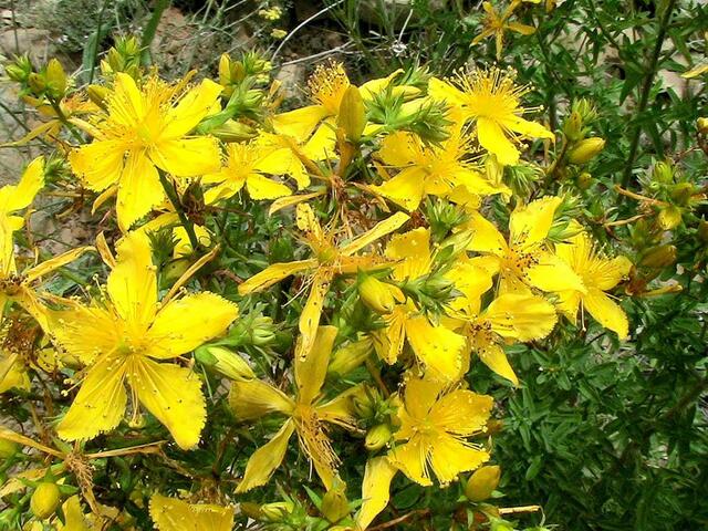 Johanniskraut | Foto: Wikipedia Isidre Blanc