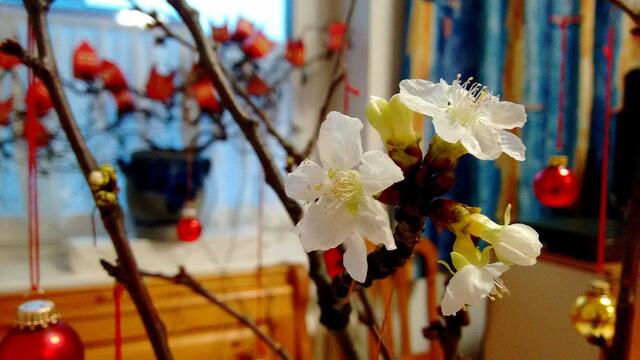 Im Speisesaal der Schwestern wird am 4. Dezember auch an das Fest der hl. Barbara mit einer Vase voll Barbarazweige erinnert. „Jede Schwester kann sich dann einen der Zweige mit auf ihr Zimmer nehmen und sich an den Blüten freuen“. | Foto: Franziskanische Schwestern von der Schmerzhaften Mutter