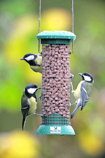 Foto: Bird life, Eggenberger