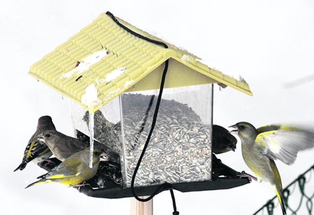 Foto: Bird life, Eggenberger