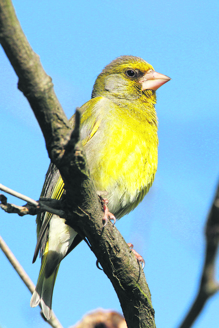 Foto: Bird life, Eggenberger