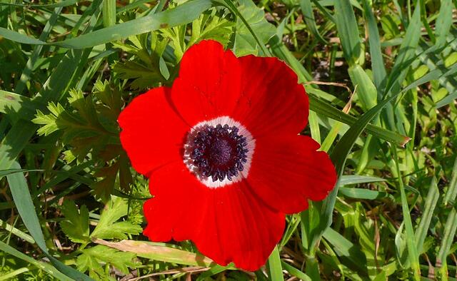 Kronen-Windröschen (Anemone corona) | Foto: Public Domain /commons_wikimedia / MathKnight and Zachi Evenor 