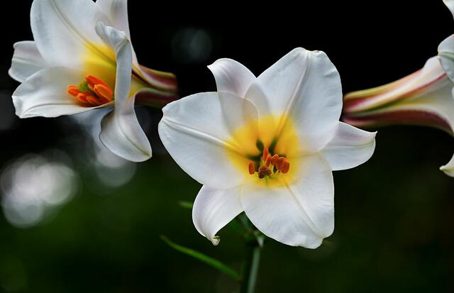 Eine berühmte Blumen-Stelle ist jene in der Bergpredigt von den Lilien auf dem Felde (Mt 6, ab 28).  | Foto: Pixabay