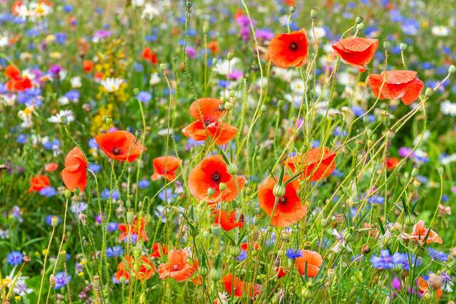 Klatschmohn erblüht in leuchtendem Rot, bevor die Sommersonne das Land wieder ausdorrt. | Foto: istockphoto / Martin Wahlborg