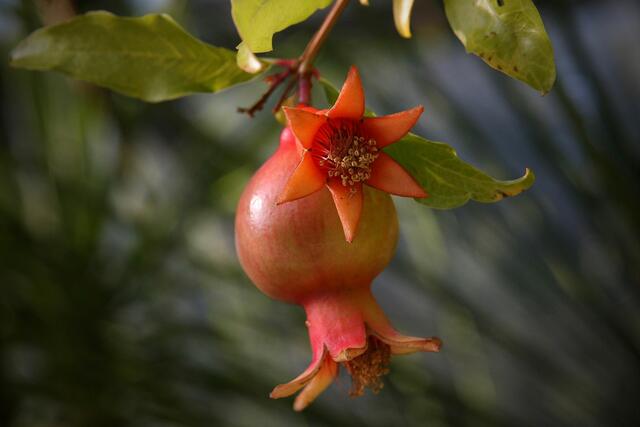 Granatapfelbaum (leuchtend rot-orange)  | Foto: Pixabay