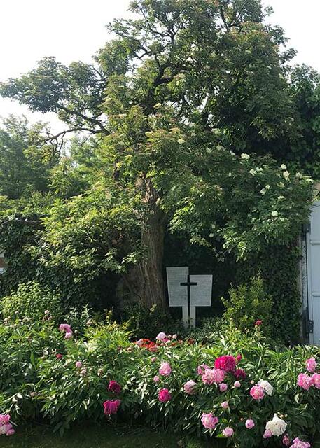 Der Holunderbaum des hl. Koloman  | Foto: Kloster St. Koloman