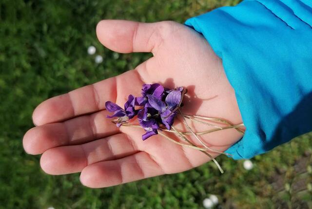 Die filigrane Schönheit der Blüten bezaubert. | Foto: A. Lauber-Gansterer