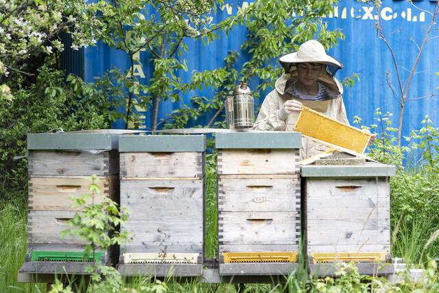 Neue Mitbewohner: Die Pfarre Franz von Sales ist auf die Bienen gekommen.