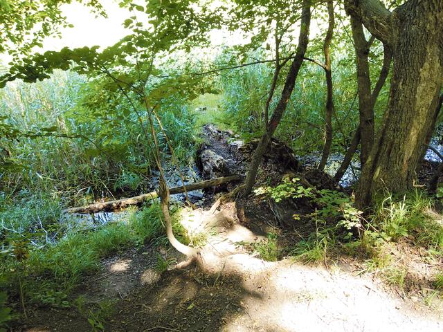 Der Stadtwanderweg 9 führt am Krebsenwasser vorbei. Hier „wohnen“ angeblich Biber und bauen emsig und ausdauernd an ihren Burgen. | Foto: Andrea Harringer