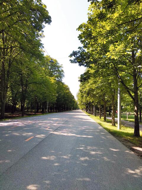 Etwa 4.500 Meter lang ist die Prater Hauptallee, die „schnürlgerade“ vom Lusthaus bis zum Praterstern führt. | Foto: Andrea Harringer