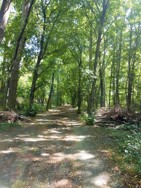 unweit der Hauptallee findet man sich schnell mitten in unberührtem Grün wieder. | Foto: Andrea Harringer