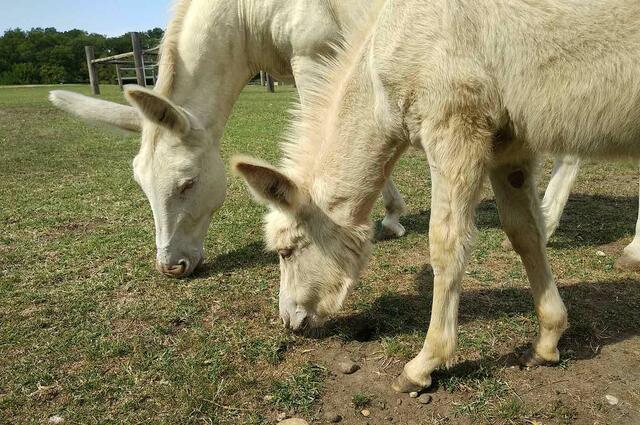 Auch die weißen Barock­esel in der Tierwelt beim Gutshof des Schlosses fühlen sich hier pudelwohl. | Foto: aha