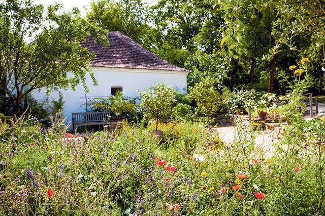 Biblische Pflanzen gedeihen im Bibelgarten des Museumsdorfes in Niedersulz.