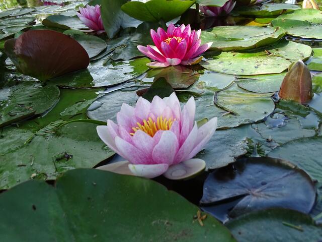Im Parco Sigurtà am Gardasee blühen nicht nur Seerosen. Der Park beeindruckt mit einer botanischen Vielfalt auf 60 ha Fläche. | Foto: Klass
