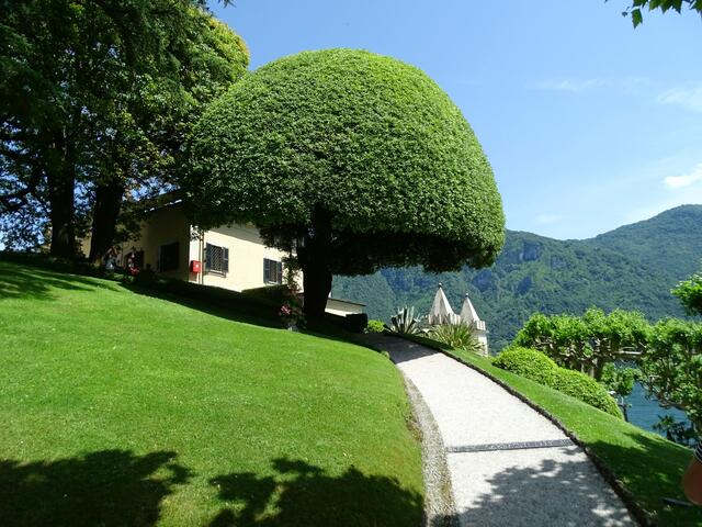 Am Comersee fasziniert die Villa Balbianello und in deren Garten diese von Hand in Form gebrachte elegante Steineiche. | Foto: Klass