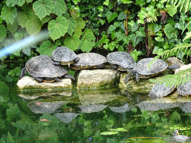 Ein schönes Leben verbringen die Schildkröten im Garten von André Heller in Gardone Riviera am Gardasee. | Foto: Klass