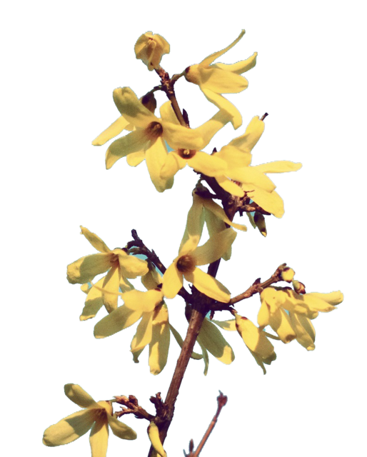 Winter-Jasmin 