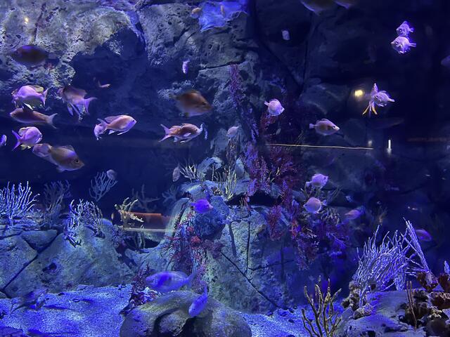 Oceanogràfic Valencia. Im größten Aquarium Europas tummelten sich mit den 45.000 Lebewesen auch 40 begeisterte SONNTAGSBLATT-LeserInnen. | Foto: Heinz Finster