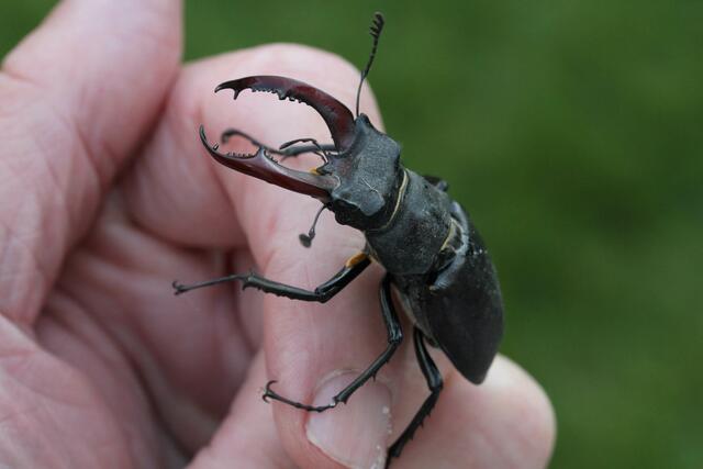 Ein Hirschkäfer war zu Besuch in Friedberg. | Foto: Erich Strobl