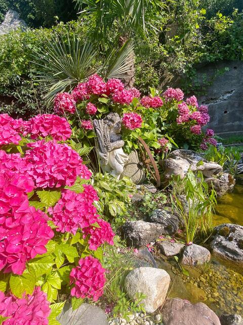 Der kleine Teich mit prachtvollen Hortensien.  | Foto: Kaltenhauser