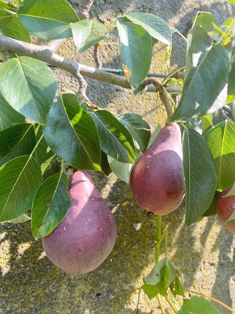 Rote Williams-Christ-Birne | Foto: Kaltenhauser